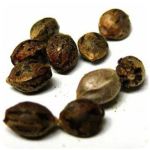 Семена марихуаны АК-47  (Seeds AK-47) в Апрелевке